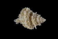 藏品(珊瑚螺)的圖片